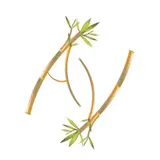 Ayurveda Veggie - 앱 아이콘