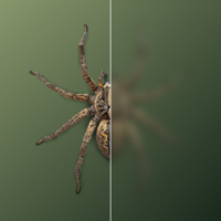 Bug Identifier Spider Scanner
