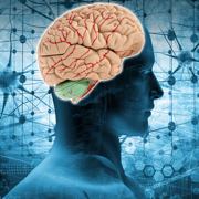 Brain Anatomy Quizzes