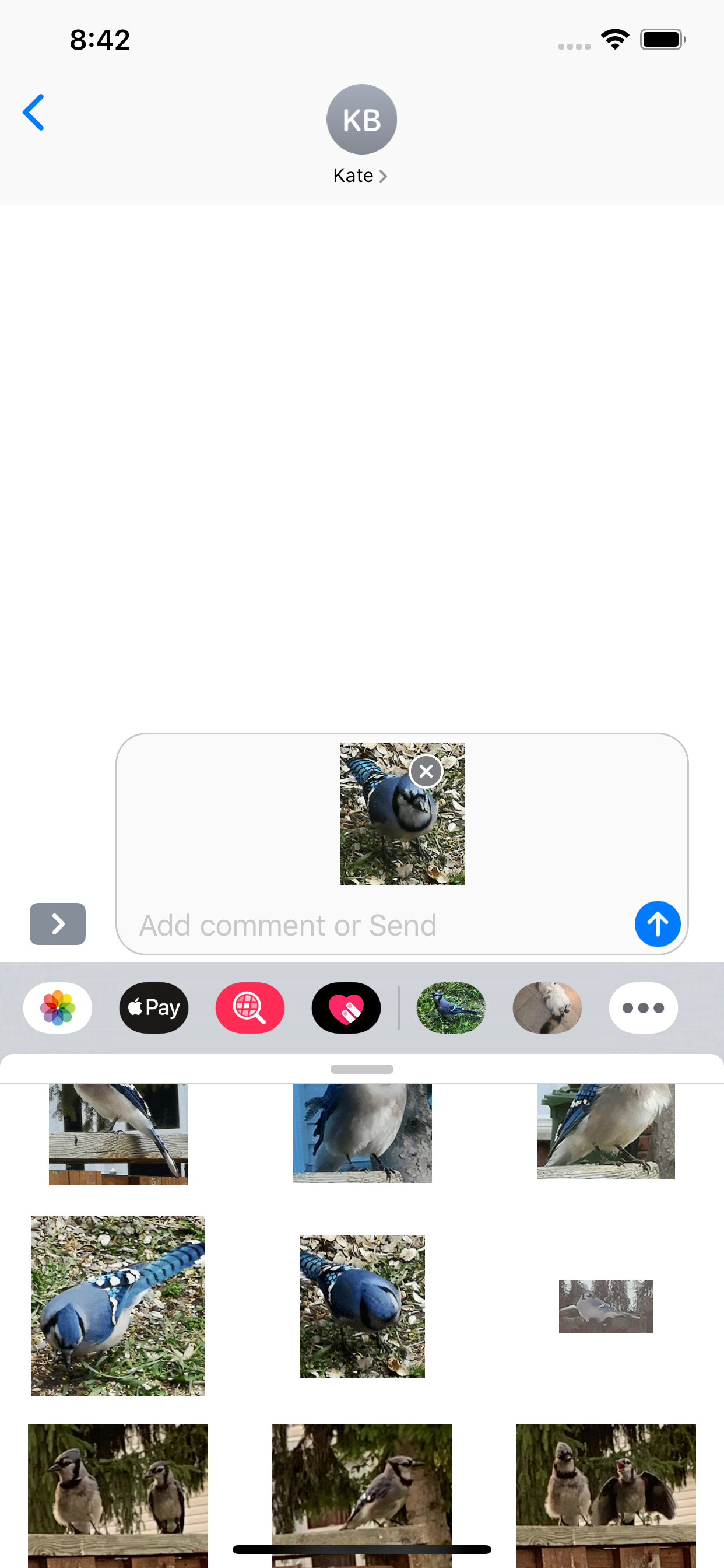 Blue Jay Stickers