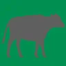 Cattle Weight Estimator