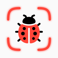 Identify Bugs