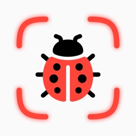Identify Bugs