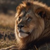 Wild Lion Simulator Lion Games icon