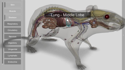 3D Rat Anatomy Screenshot 8 of 9