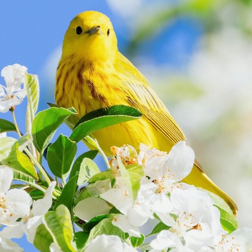 Birds of Russia icon