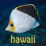 Scuba Fish Hawaii App Problems