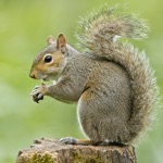 Download Squirrel Hunter Diaries app