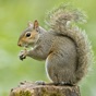 Squirrel Hunter Diaries app download