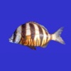 Marine Fish Guide icon