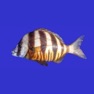 Get Marine Fish Guide for iOS, iPhone, iPad Aso Report
