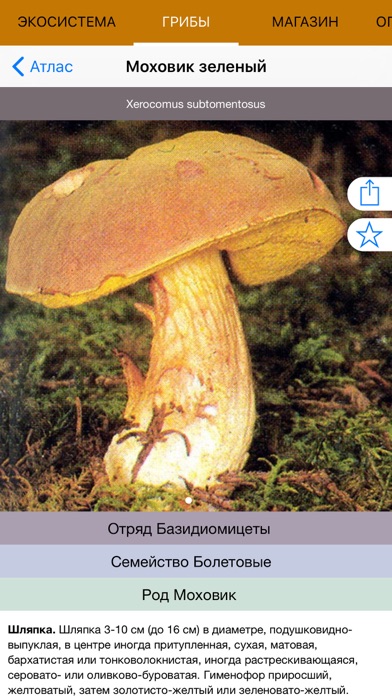 Mushrooms - Photo Identifier Screenshot