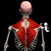 Anatomy by Muscle & Motion - iPhoneアプリ