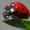 Target Ladybugs! icon