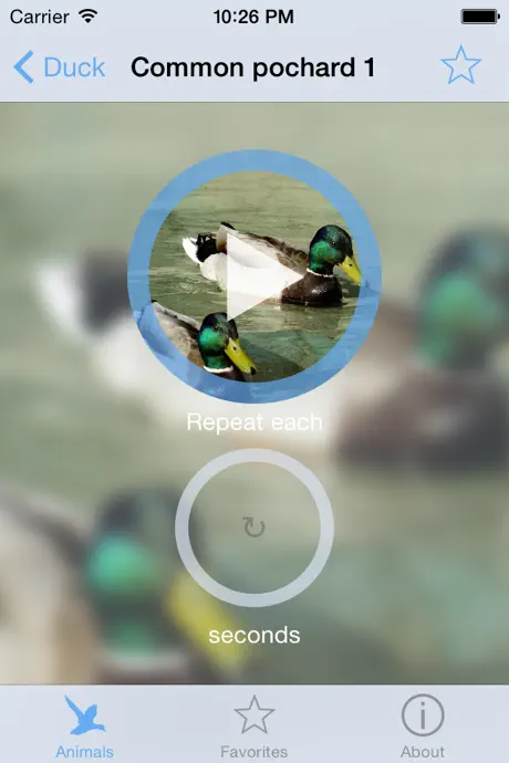 Bird decoy