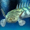 My ancient fish Aquarium icon