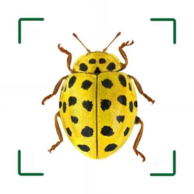 ID UK insects