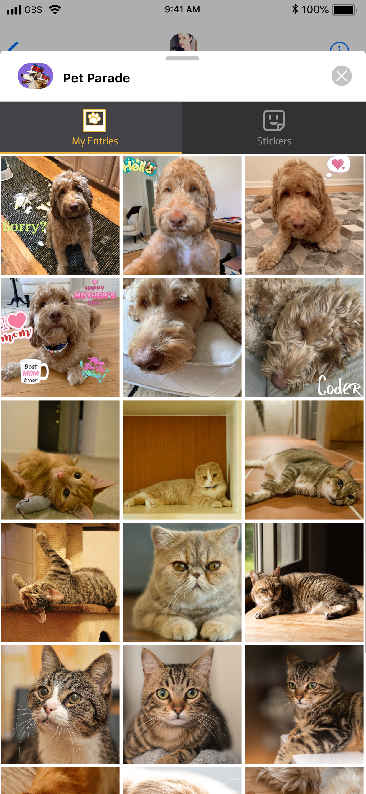 Pet Parade: Cutest Pet Game
