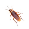 Bug Plague - Play on Watch - iPadアプリ