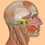 Get Die Anatomie Quiz for iOS, iPhone, iPad Aso Report