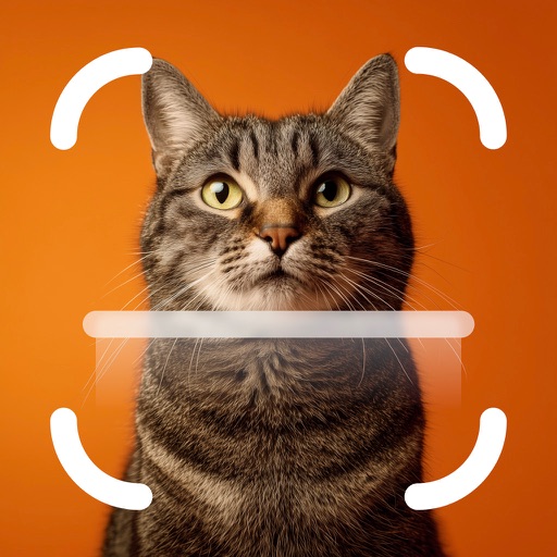 My Cat Breed Identifier