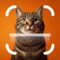 My Cat Breed Identifier is your smart assistant for instantly identifying cat breeds and learning more about your feline friends