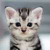 Cute Cat HD Wallpapers - Emilija Blagojevic