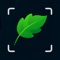 Leaf Identification: Leafzy is a powerful, intuitive tool designed to identify plant species with just a picture
