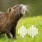 Nutria hunting calls is an app with a variety of high quality nutria calls