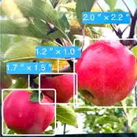 Apple Size Count