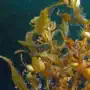 Sargassum