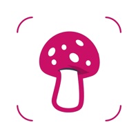 Mushroom Identifier by photo logo