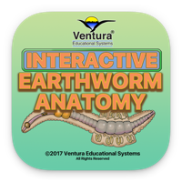 Earthworm Anatomy