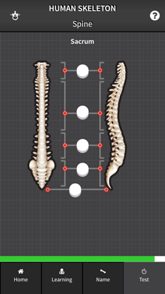 Human Skeleton: Beginner Bones screenshot 5