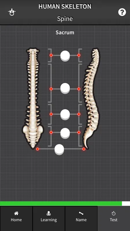 Human Skeleton: Beginner Bones screenshot 5 of 5