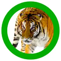 Animals 360