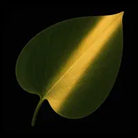 Plant Moment: Care & Vlog