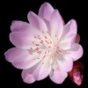 Wyoming Wildflowers icon