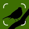Bird Scan - AI Identifier icon