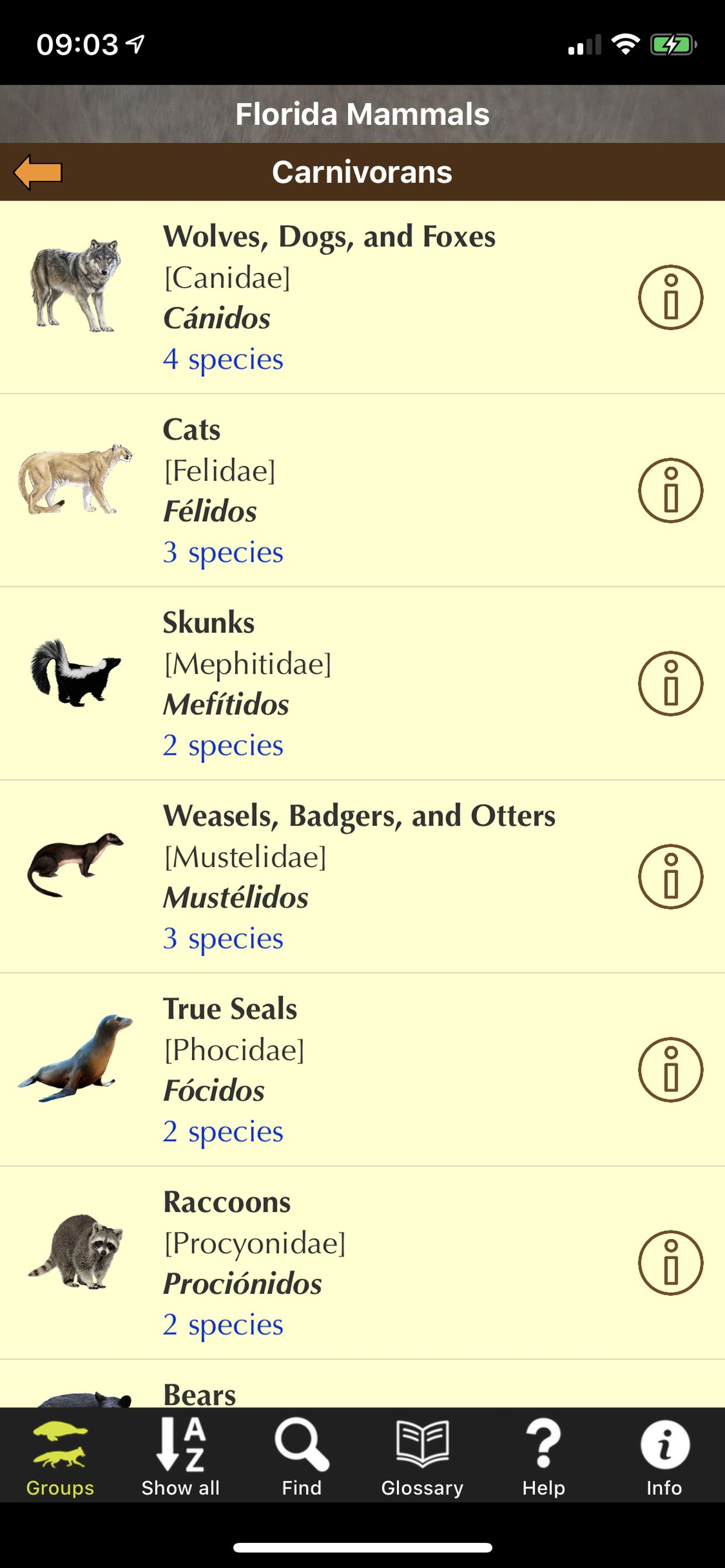Florida Mammals