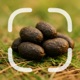 Droppings Identifier app icon - Education app for iPhone