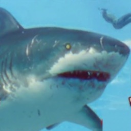 Shark Grow Attack