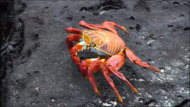 Video Touch: Sea Life screenshot-4