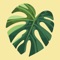 AI Plant Identifier: Your Friendly and Knowledgeable Houseplant Care Assistant