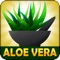 Aloe Vera - The miracle plant, plant of immortality