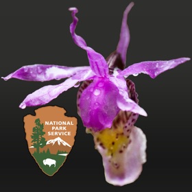 Ảnh chụp màn hình (5) DenaliFlora Interactive Key
