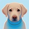 Discover and explore over 120 dog breeds with PupScan, the ultimate app for canine enthusiasts