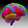 Brain and nerves (Anatomy) icon
