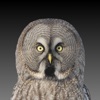 Bird Sounds Northern Europe icon