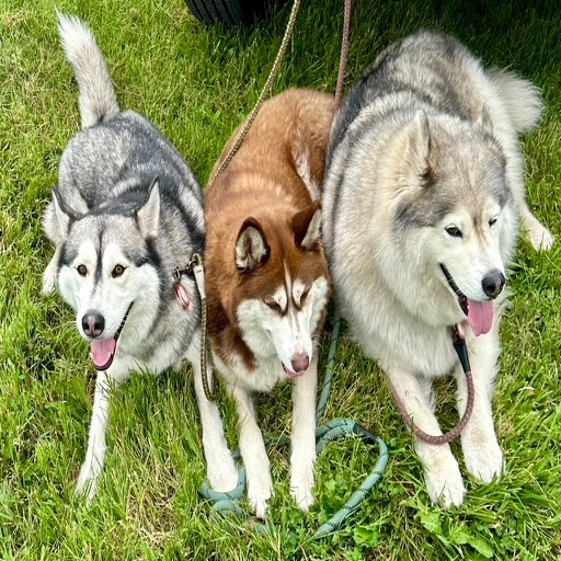 Shaws Towing Request